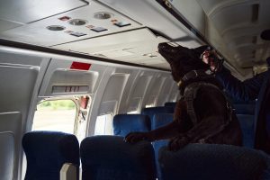 Norwegischer Elchhund (schwarz) bei der Arbeit im Flugzeug